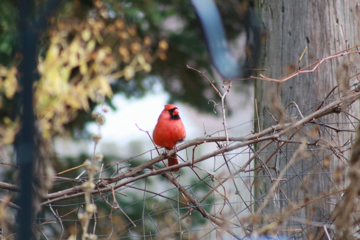 rødkardinal - ML644718284