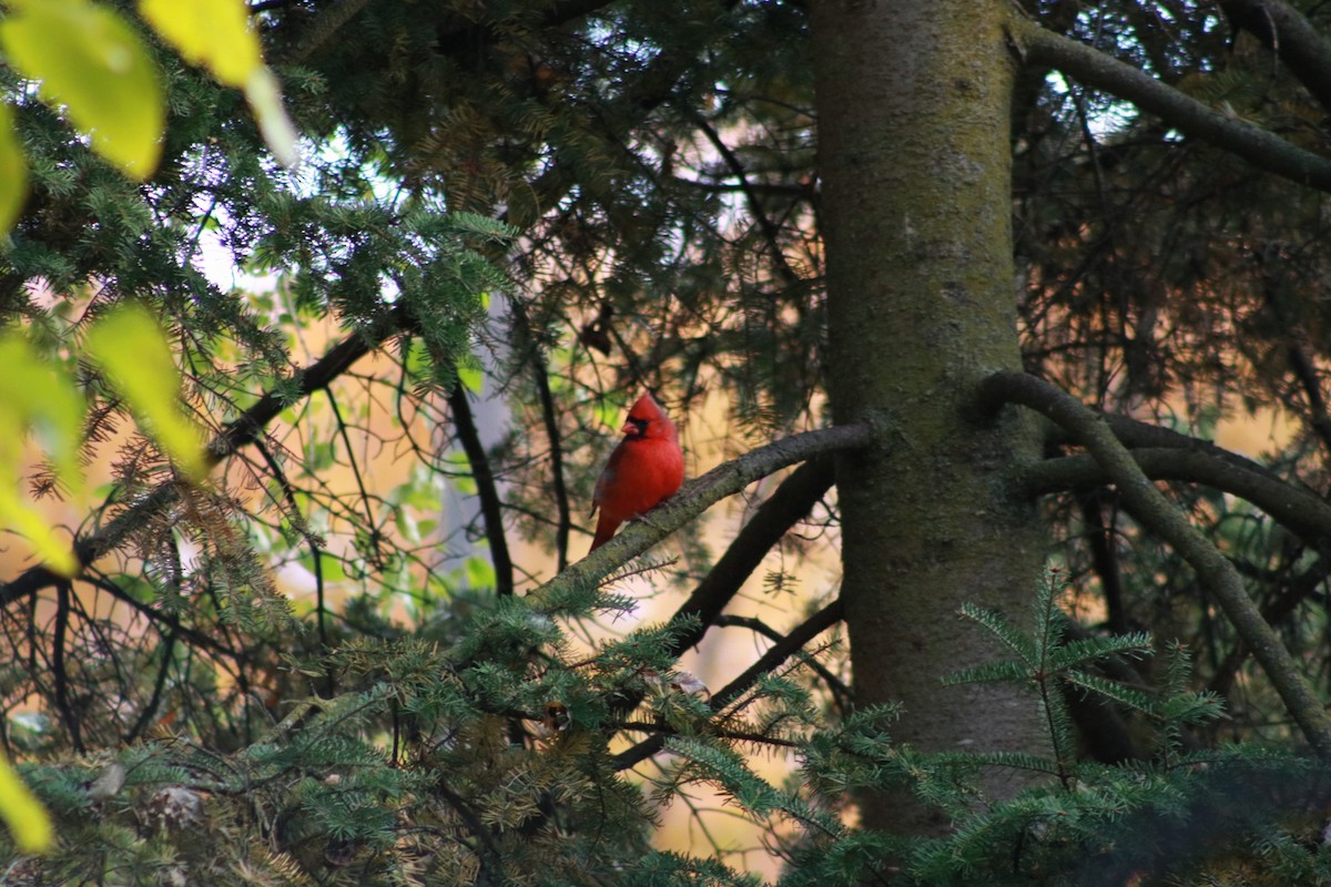 rødkardinal - ML644718285