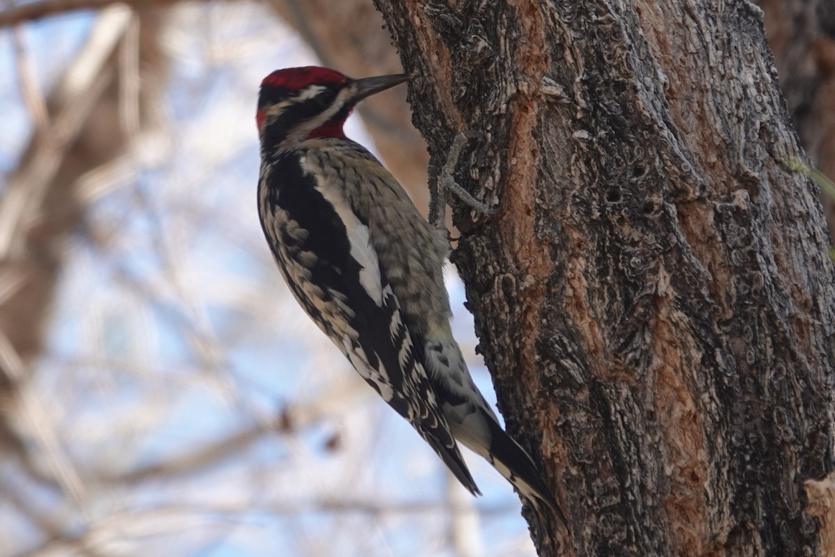 rødnakkesevjespett - ML644718287