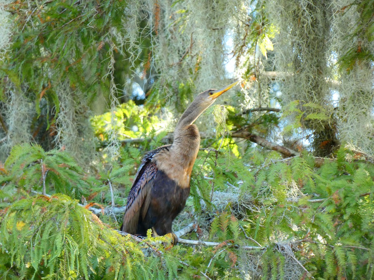 amerikaslangehals - ML644718289