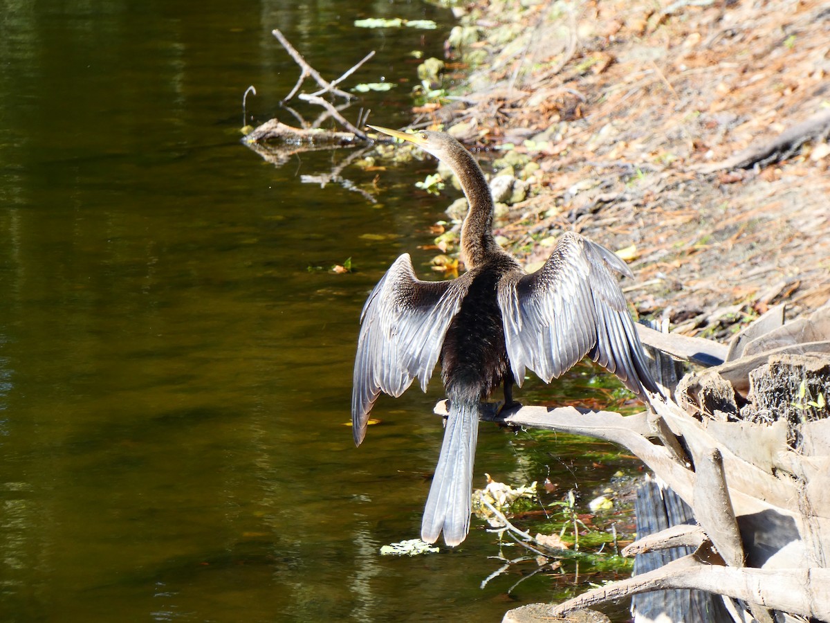 amerikaslangehals - ML644718290