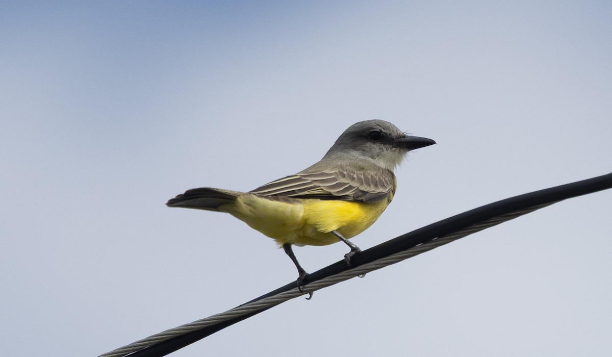 Tropical Kingbird - Gregory Hamlin