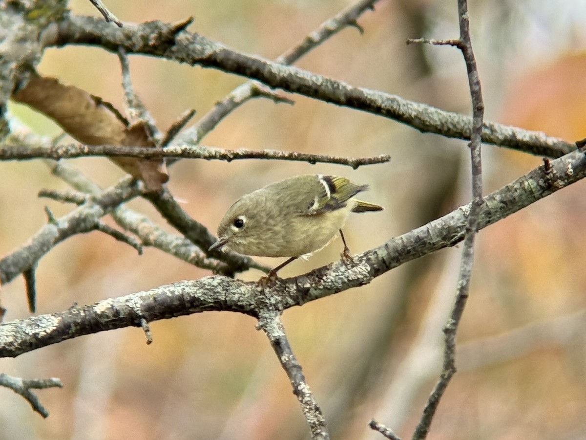 rubinfuglekonge - ML644718297