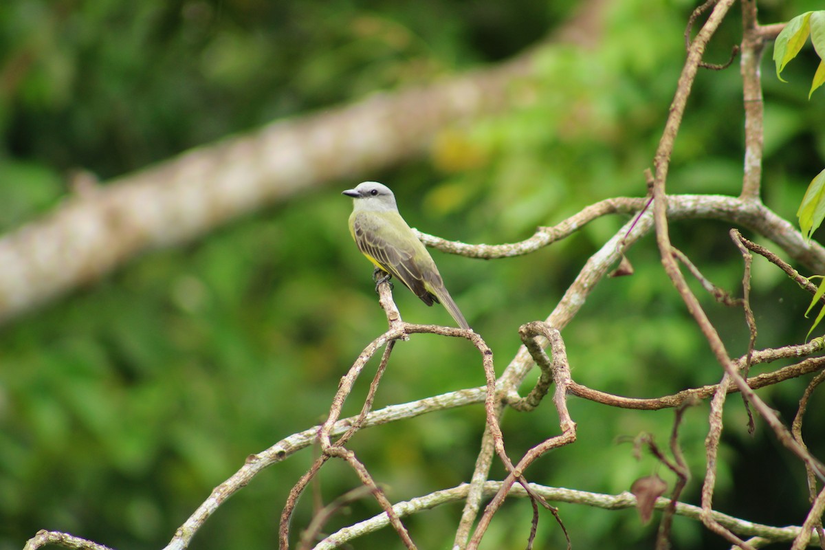 tropekongetyrann - ML644718298