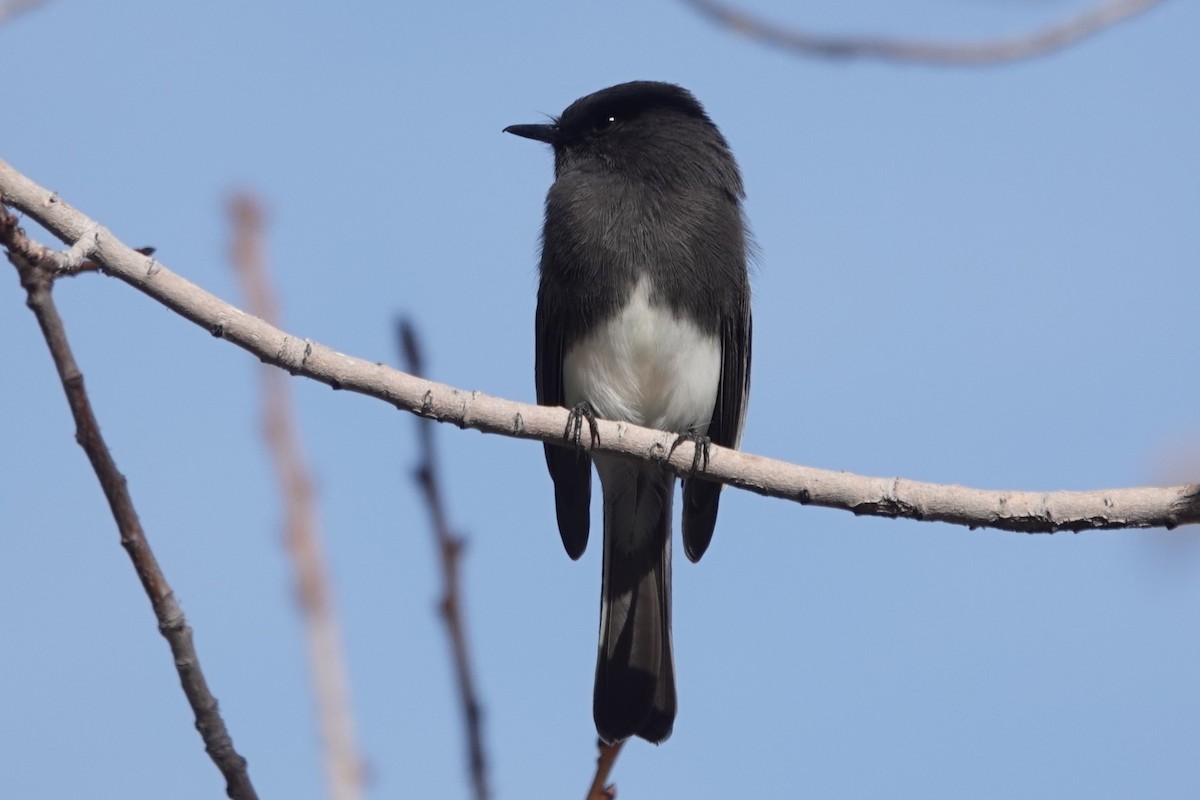 svartfibi - ML644718299