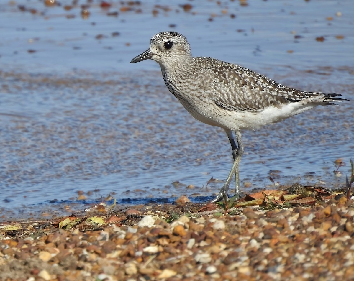 tundralo - ML644718302