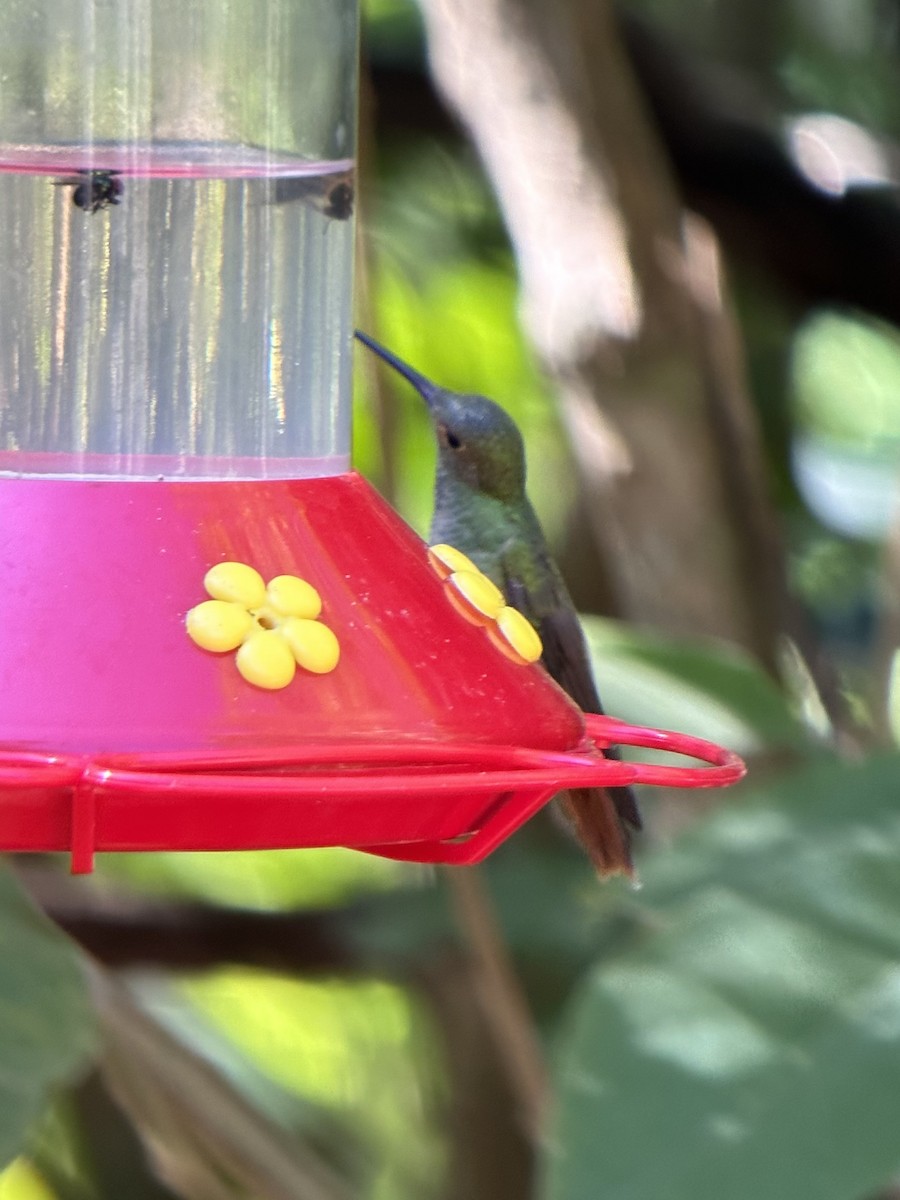 yucatánkolibri - ML644718308