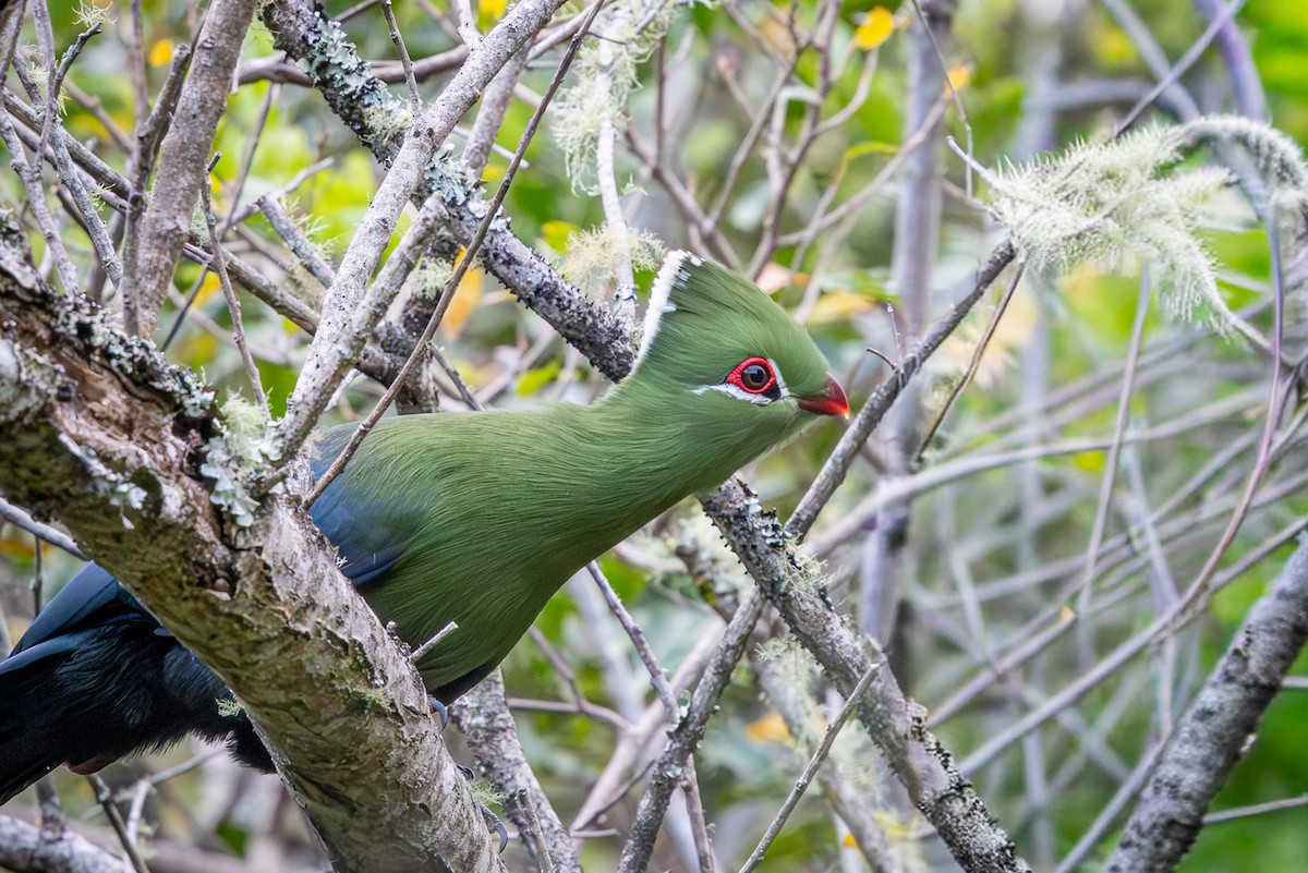 natalturako (corythaix) - ML644718309