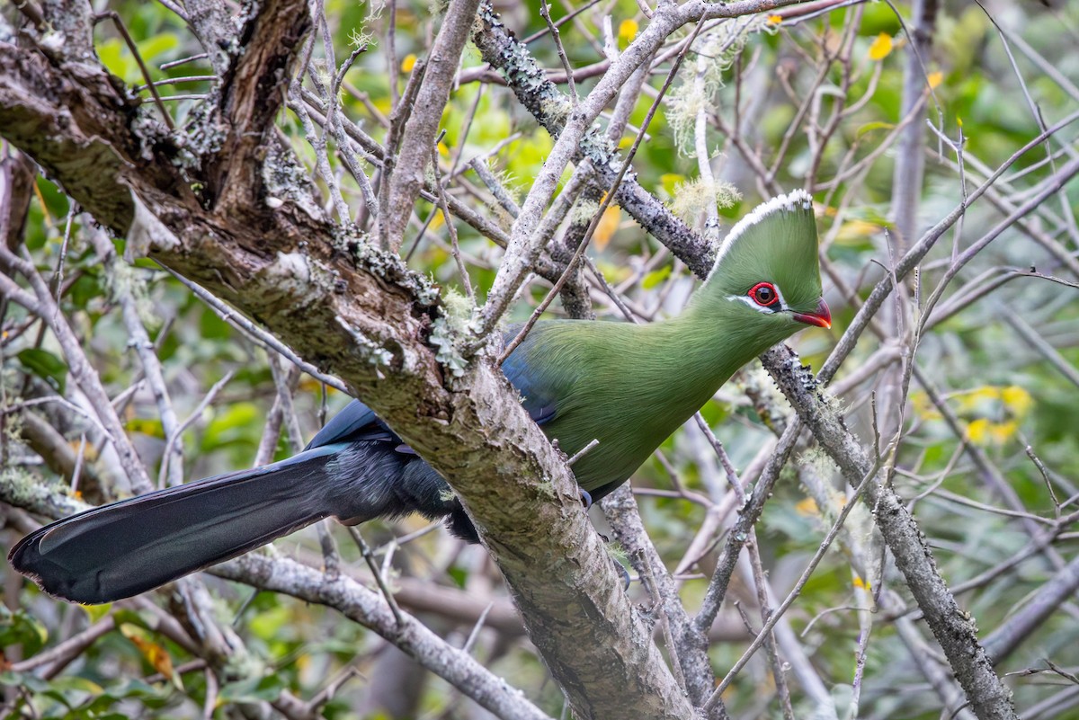 natalturako (corythaix) - ML644718310