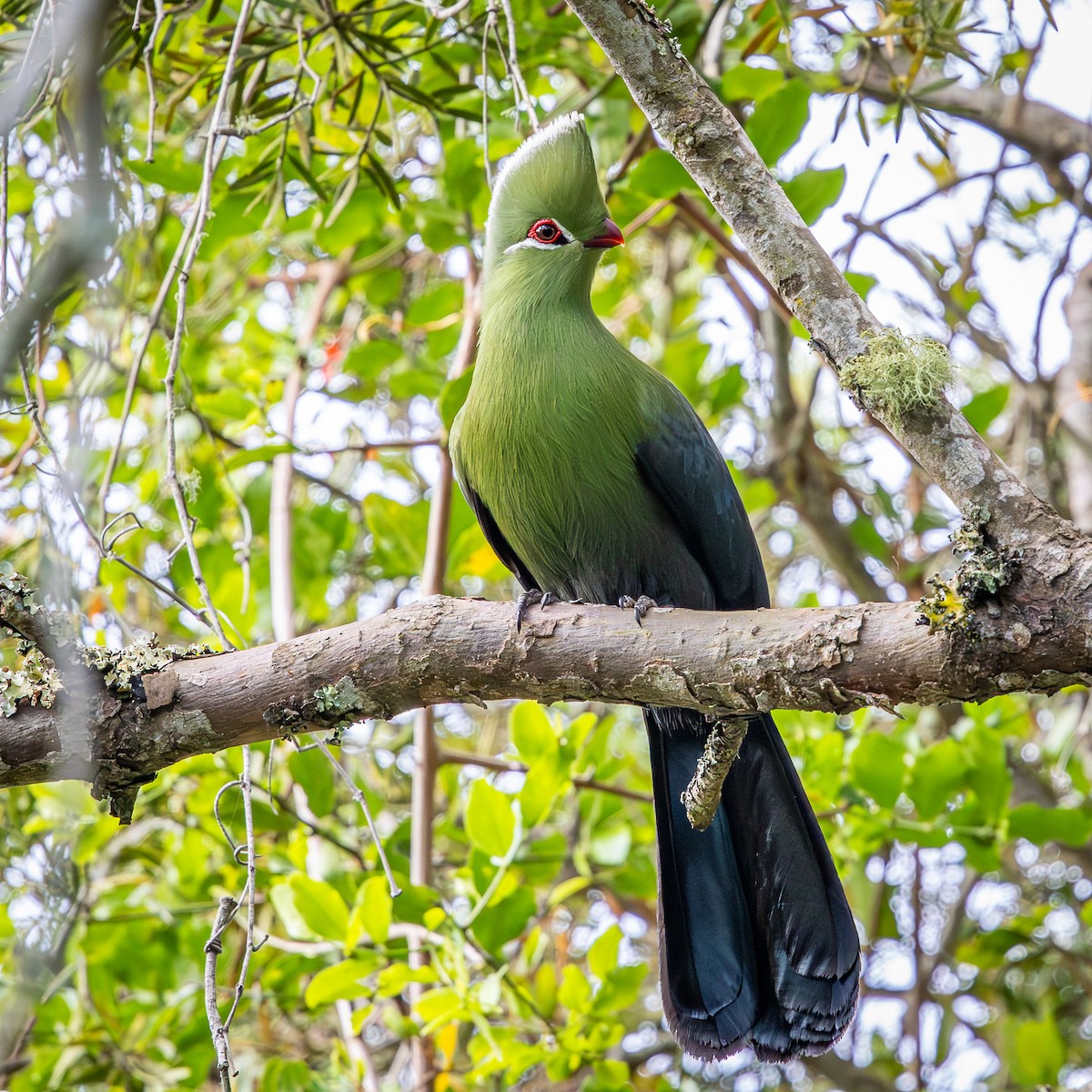 natalturako (corythaix) - ML644718311