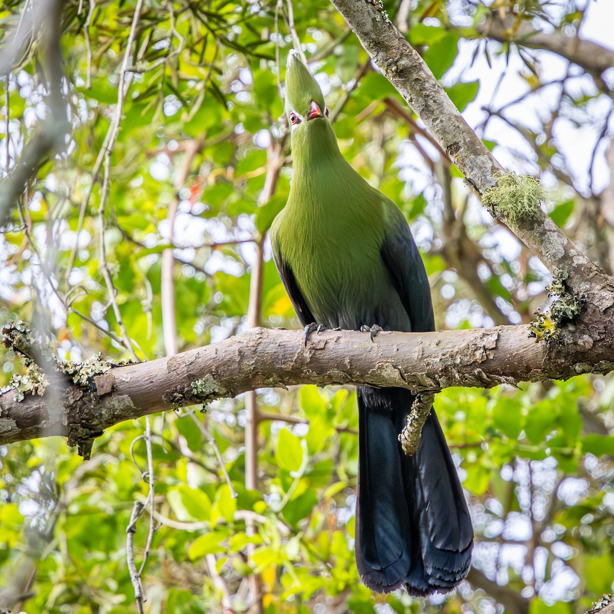 natalturako (corythaix) - ML644718312