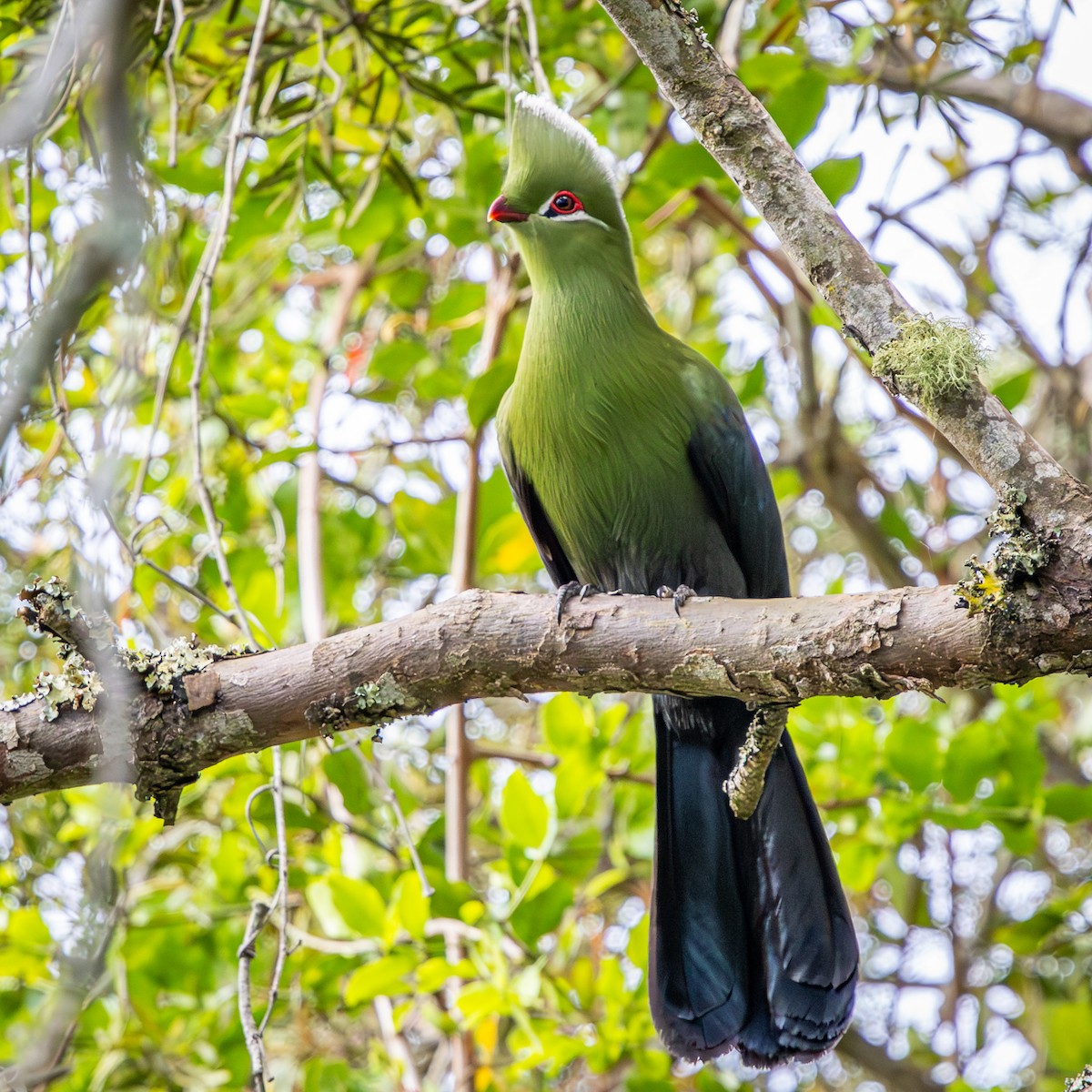 natalturako (corythaix) - ML644718313