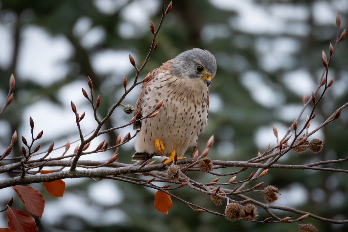 tårnfalk - ML644718314