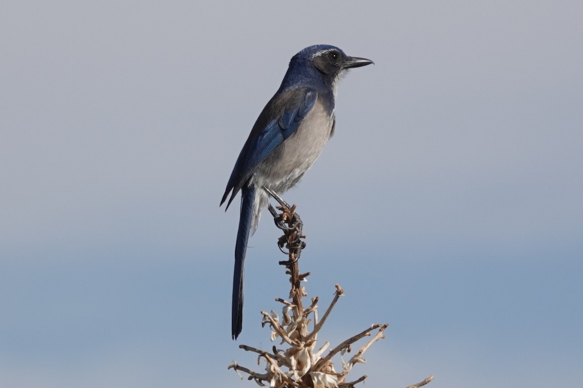 krattskrike - ML644718315