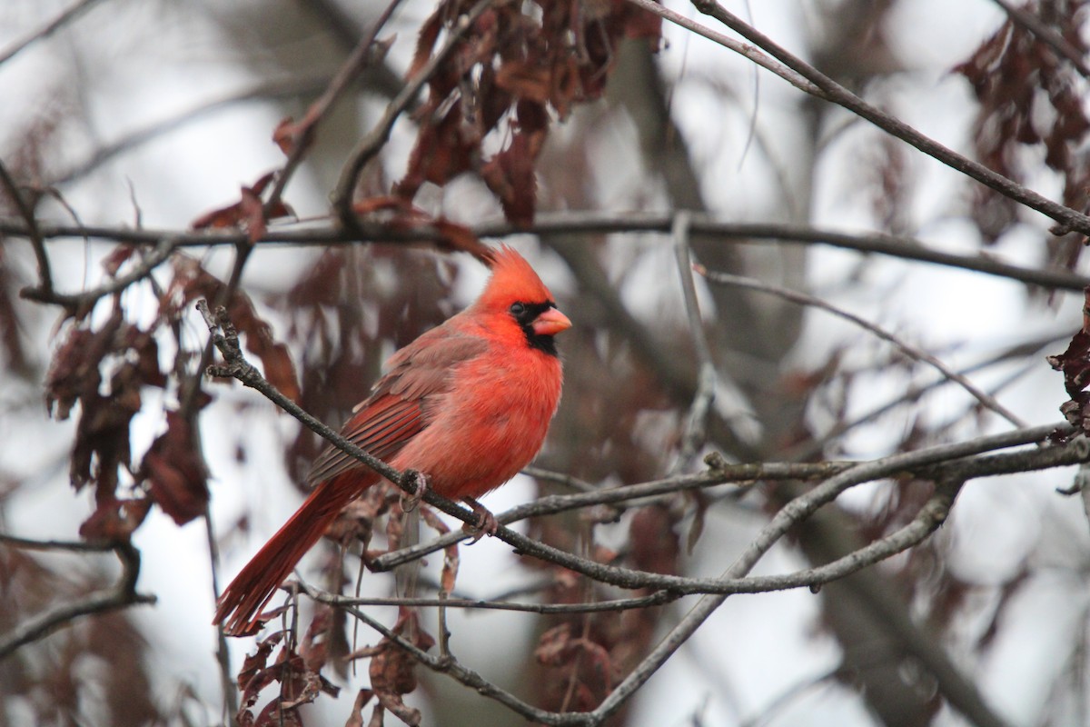 Красный кардинал - ML644718316