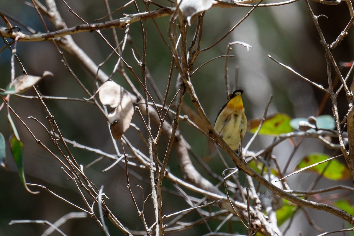 flekkdiamantfugl - ML644718318