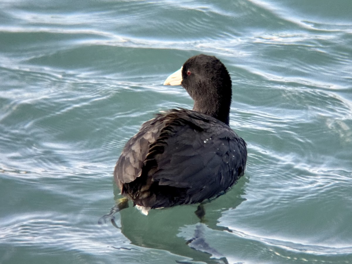 amerikasothøne - ML644718321