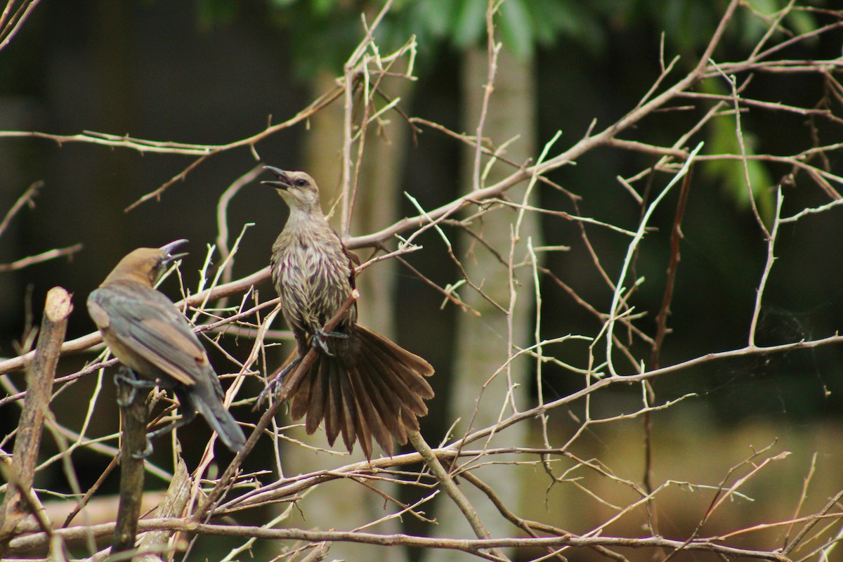 Great-tailed Grackle - ML644718322