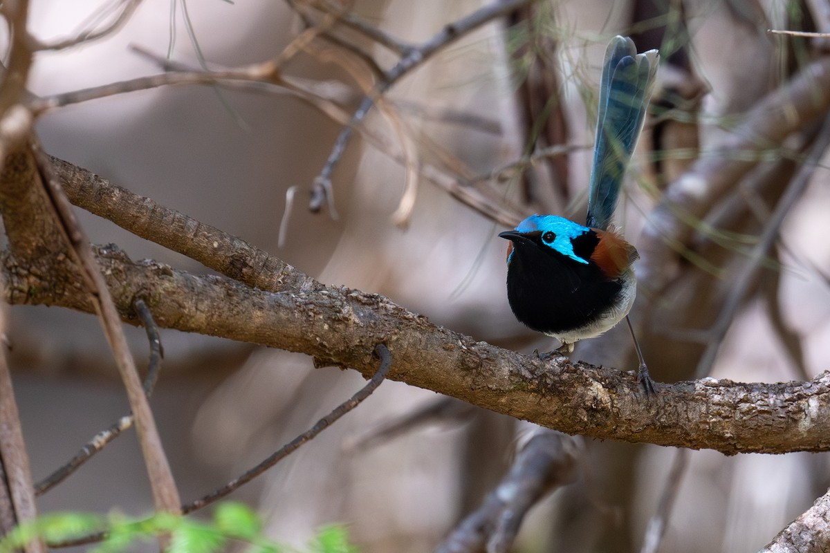 Red-winged Fairywren - ML644718329