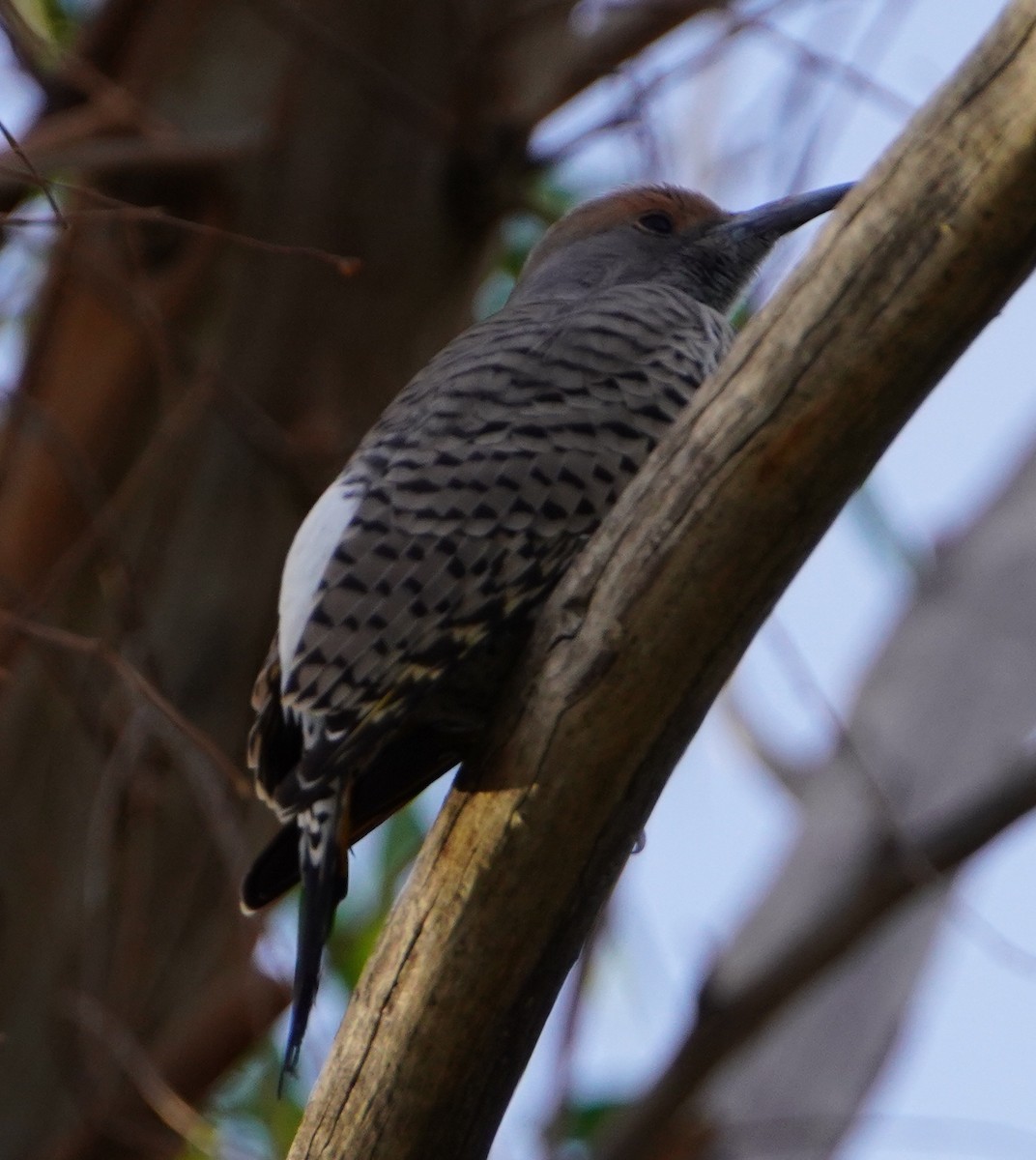 ミナミハシボソキツツキ - ML644718333