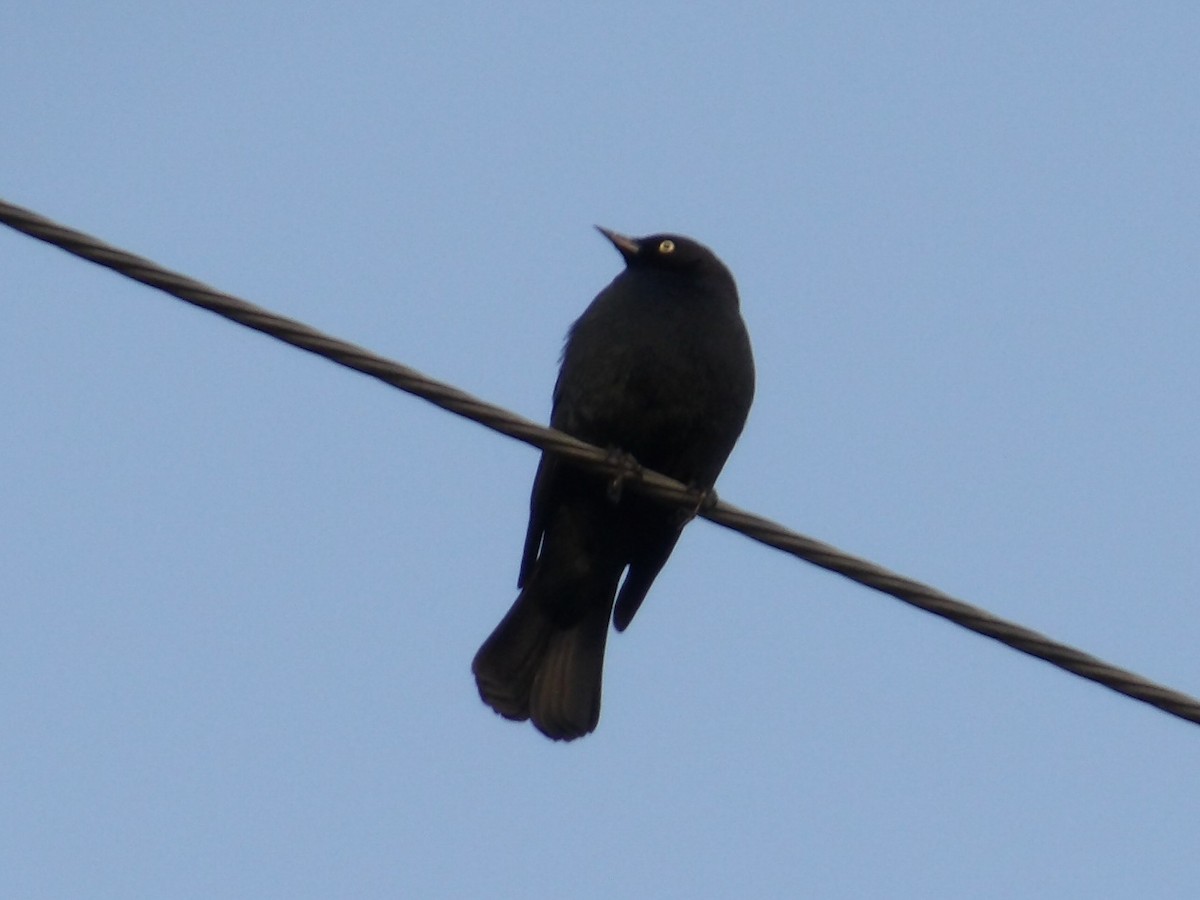 Трупіалець пурпуровий - ML644718335