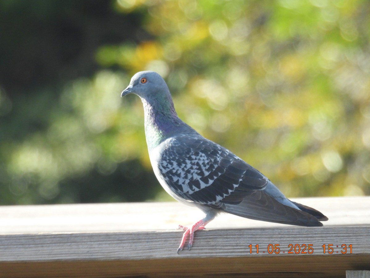 Kaya Güvercini (evcil tip) - ML644718336