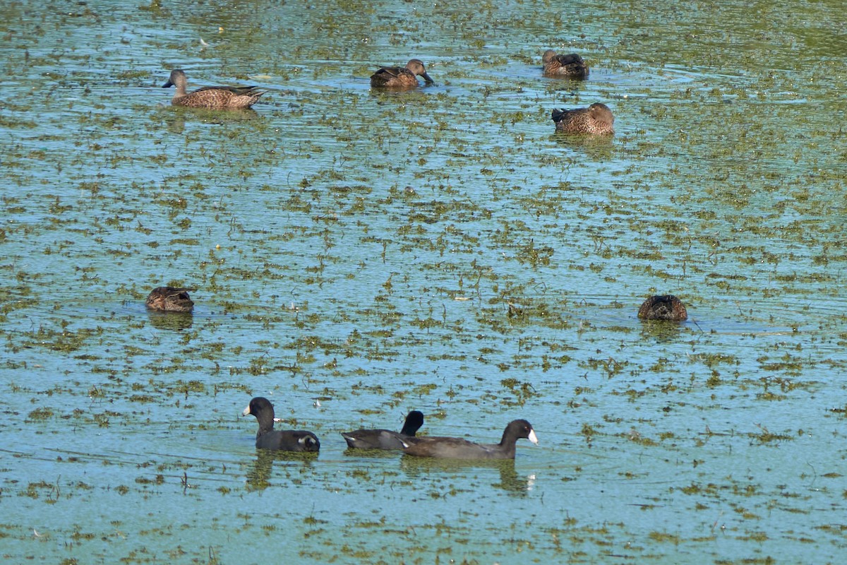 Лиска американська - ML644718340