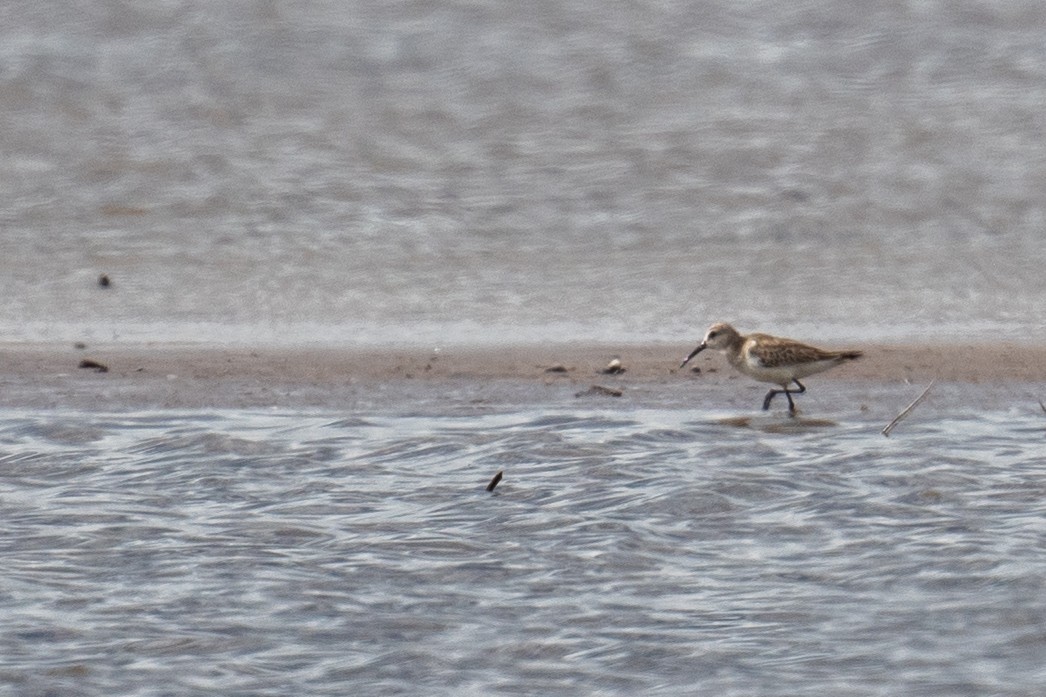 Txirri kurlinta - ML644718341