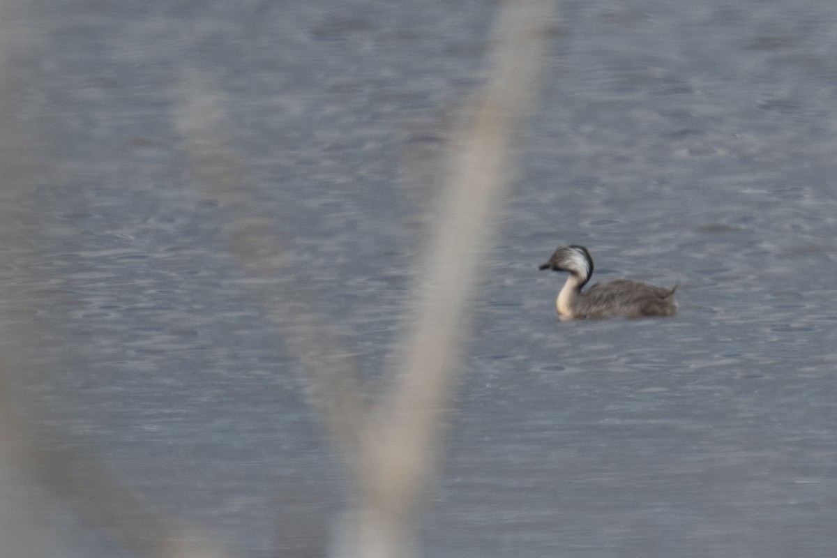 シラガカイツブリ - ML644718347