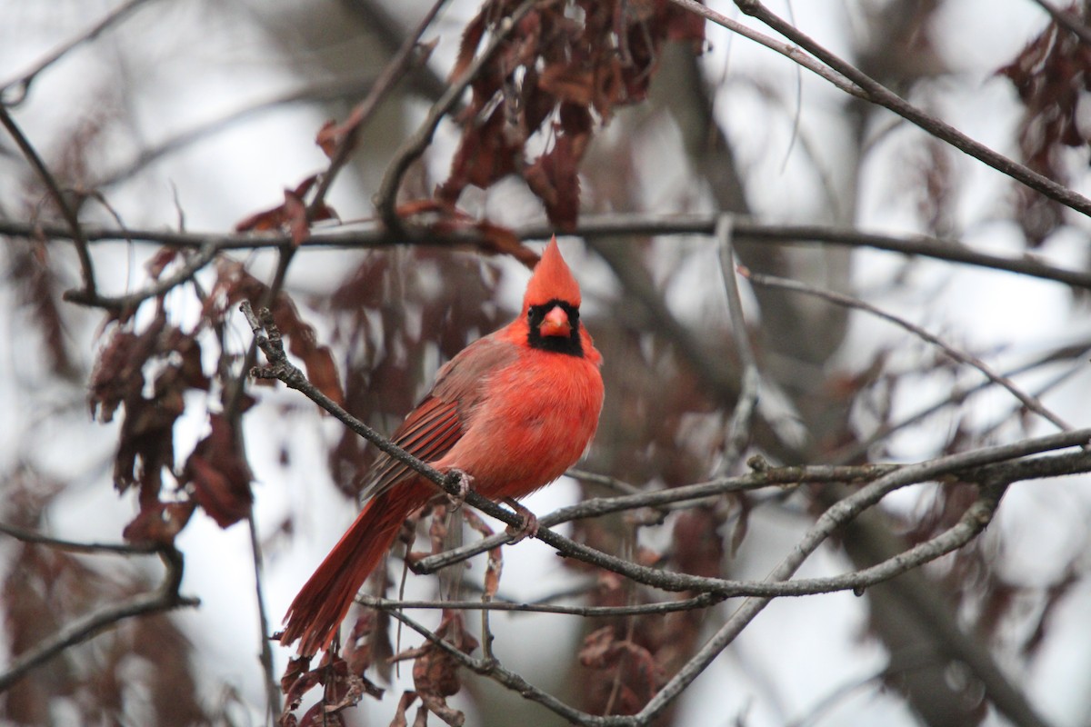 Красный кардинал - ML644718349