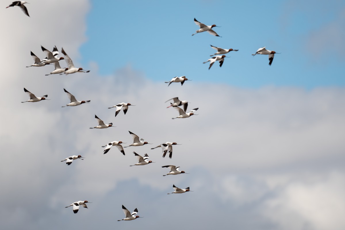 Чоботар австралійський - ML644718350