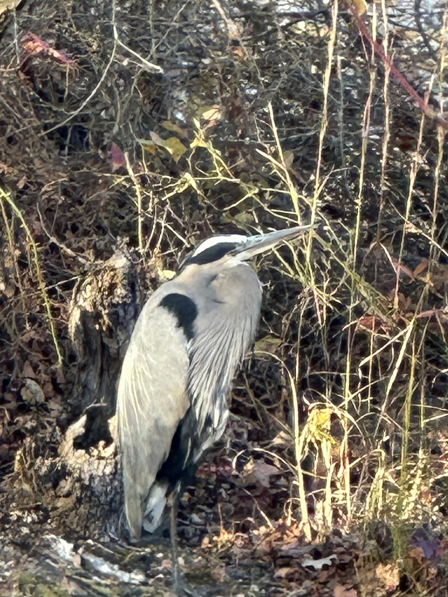 Great Blue Heron - ML644718354