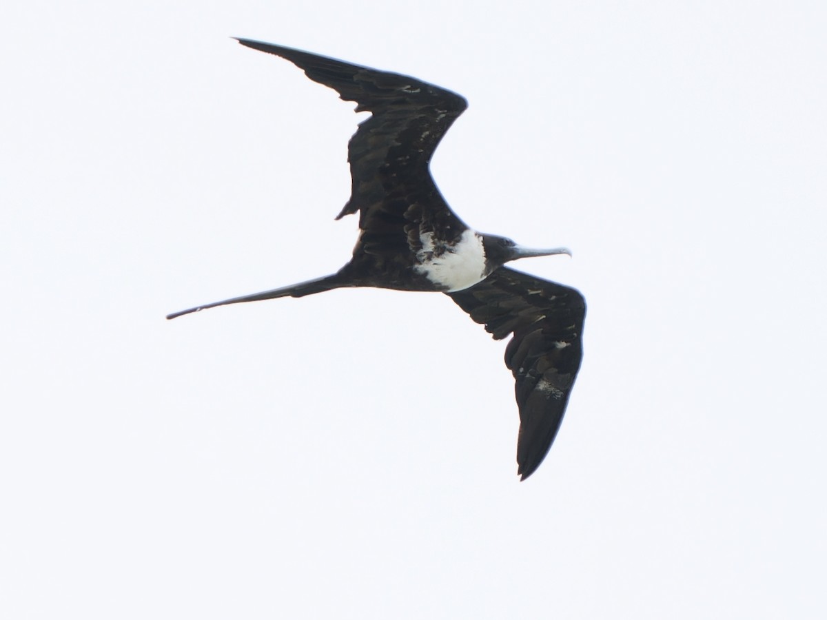 praktfregattfugl - ML644718357