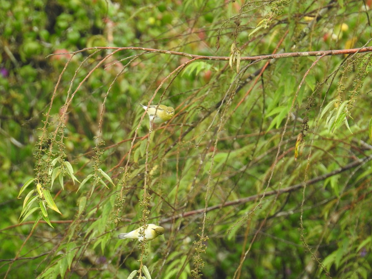 Червоїд світлобровий - ML644718363