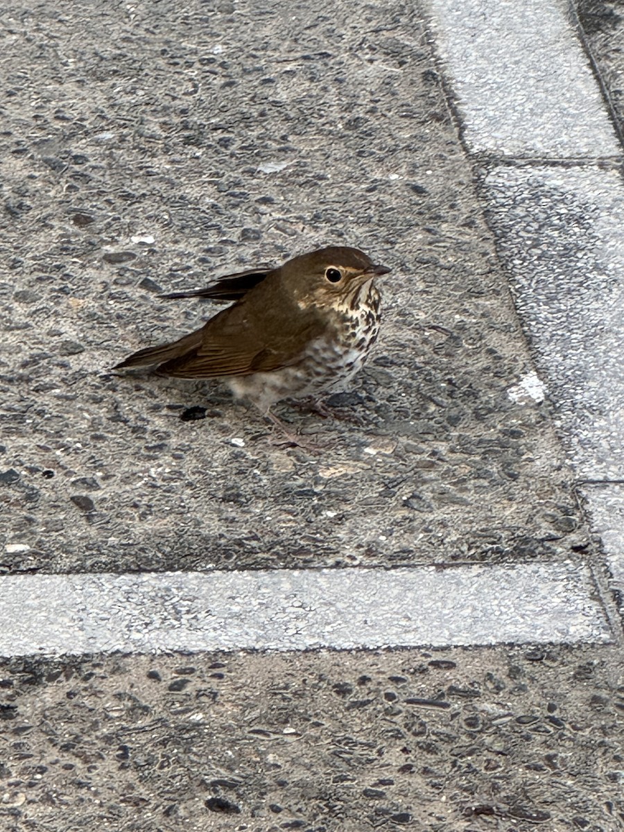 Swainson's Thrush - ML644718377