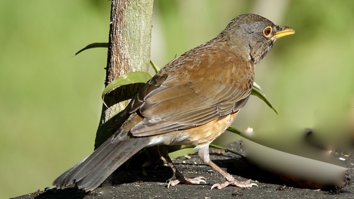 Белошейный дрозд - ML644718378