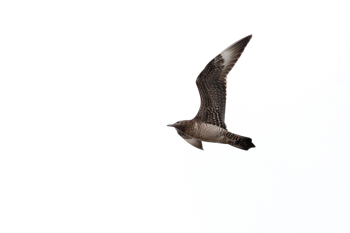 Parasitic Jaeger - ML644718379