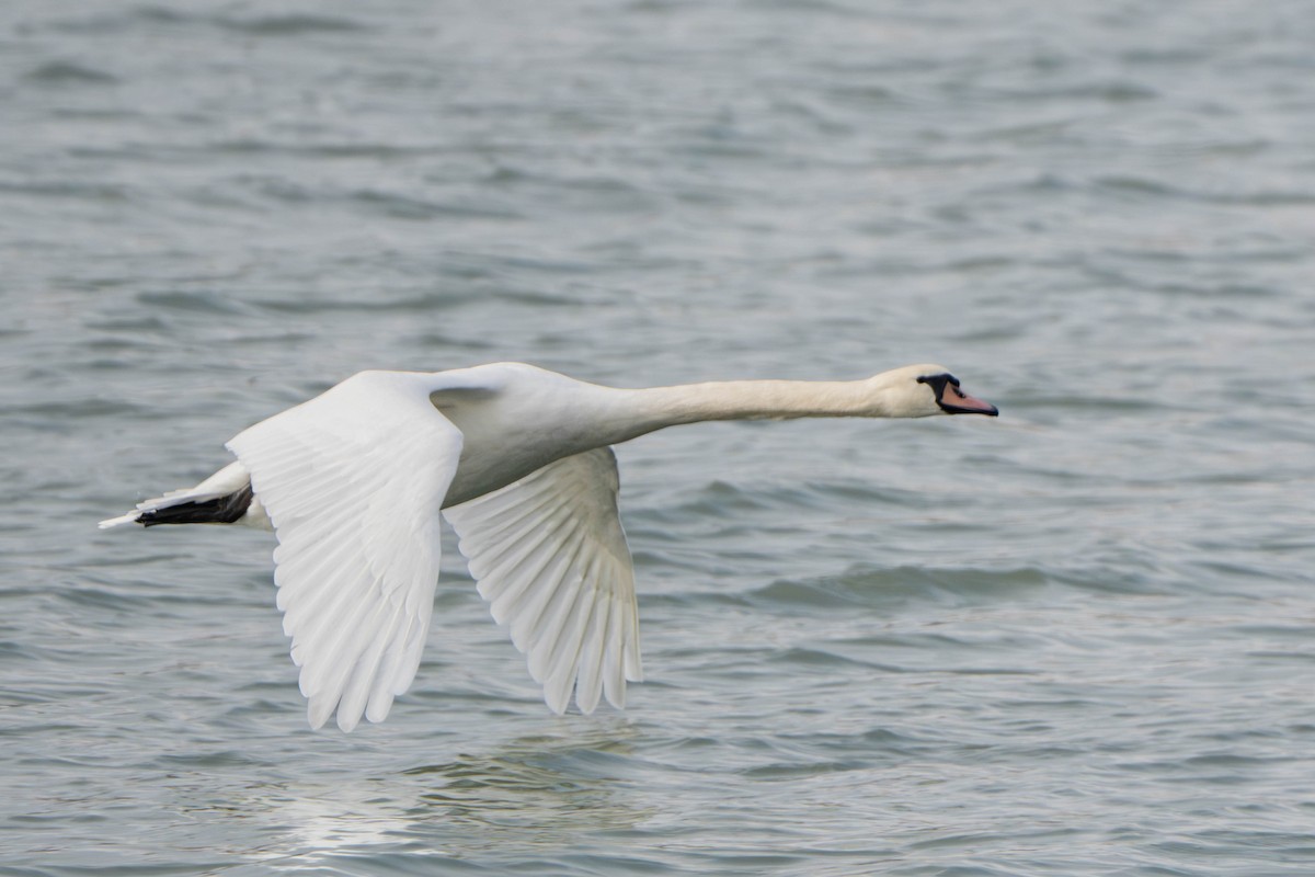 Лебідь-шипун - ML644718380