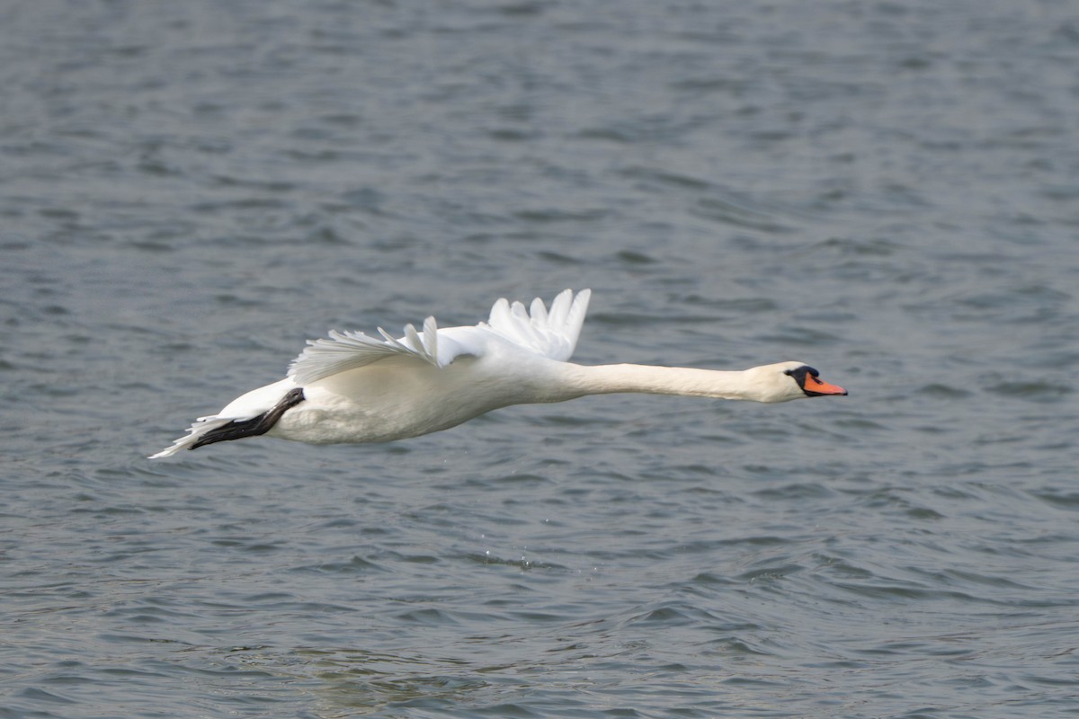 Лебідь-шипун - ML644718381