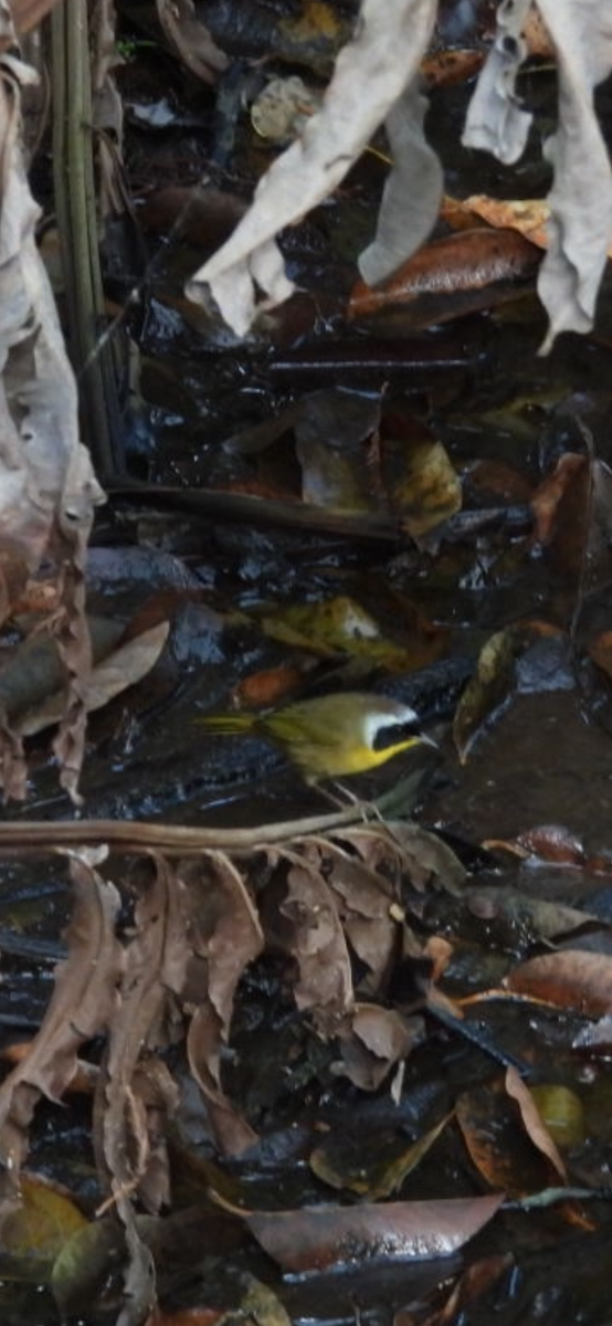 nordgulstrupe - ML644718382