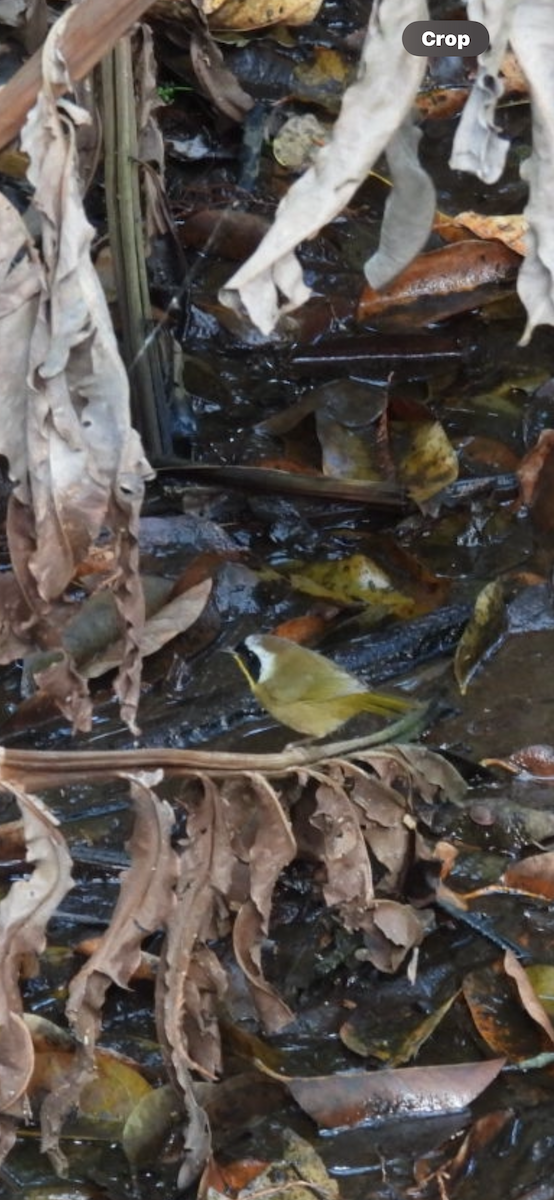 nordgulstrupe - ML644718383