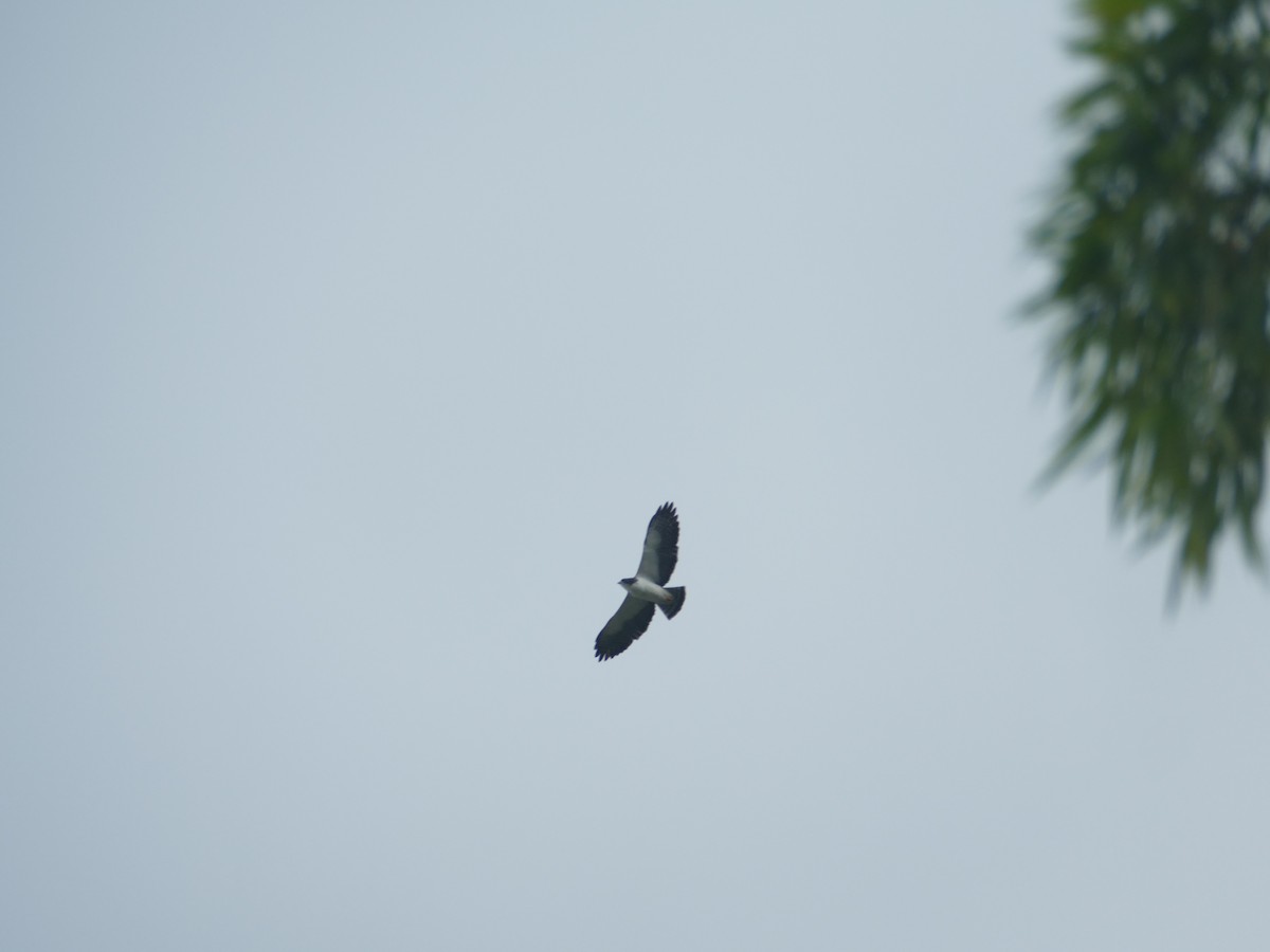 Short-tailed Hawk - ML644718384