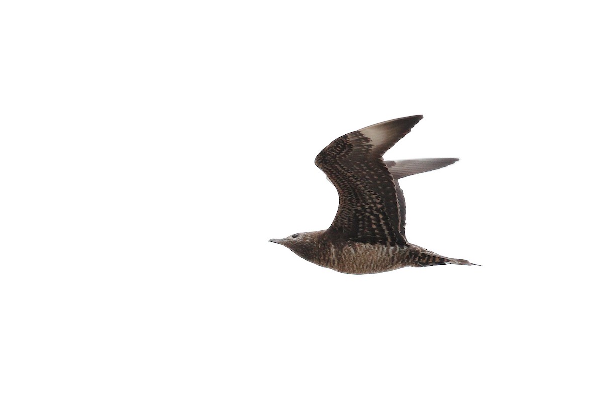 Parasitic Jaeger - ML644718386