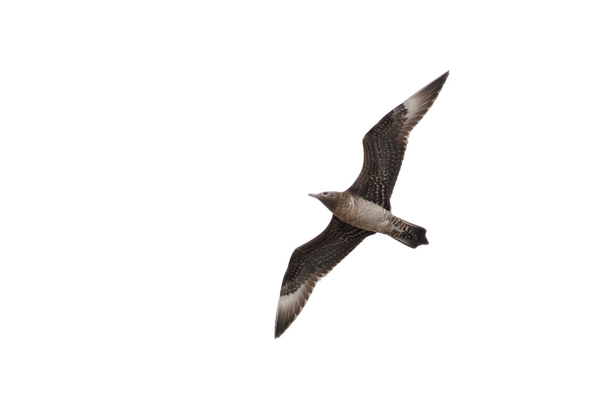Parasitic Jaeger - ML644718393