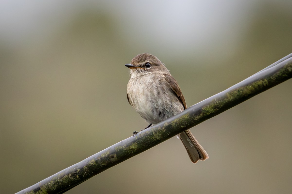 African Dusky Flycatcher - ML644718394
