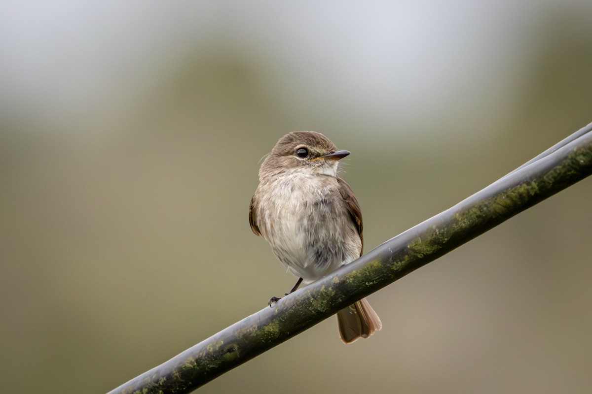 African Dusky Flycatcher - ML644718395