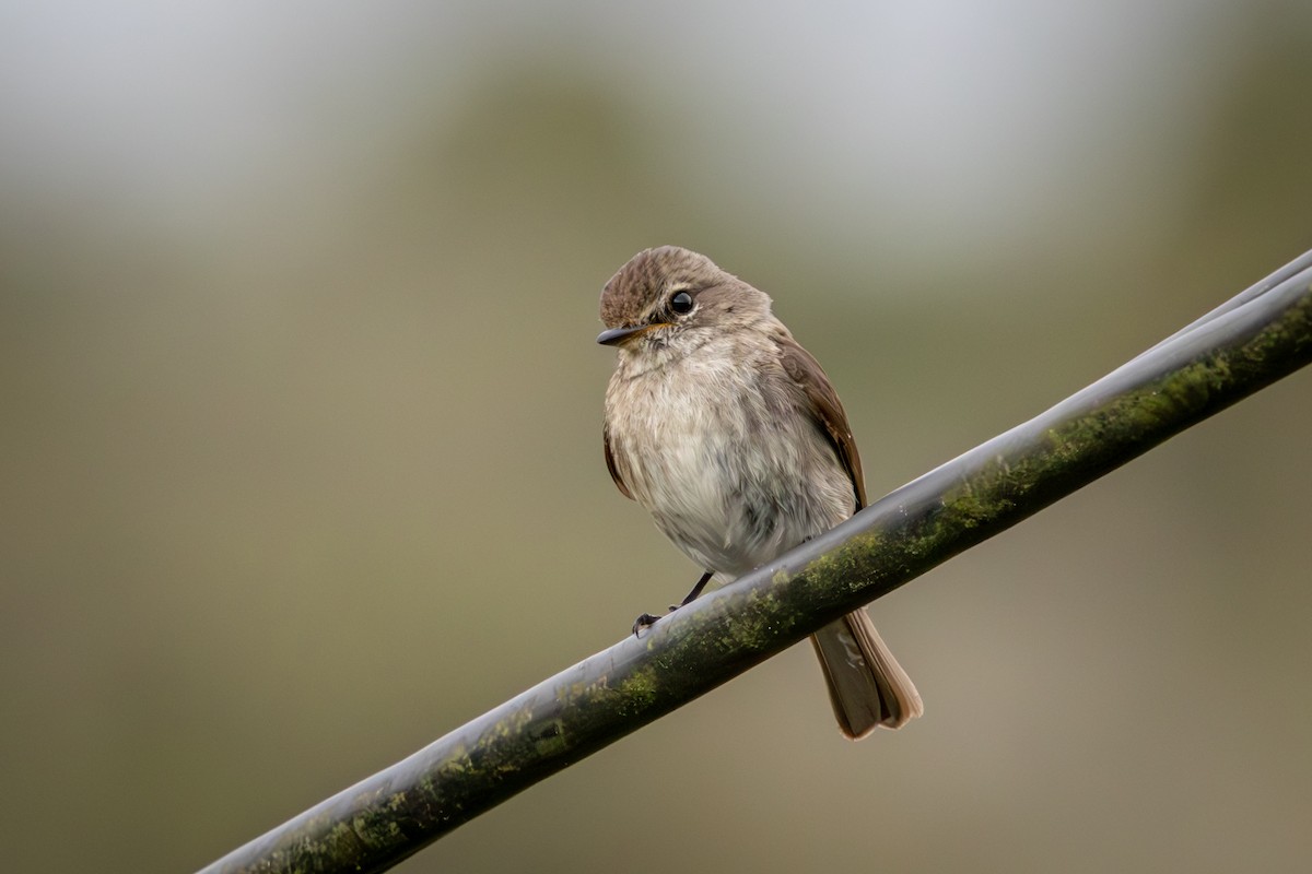 African Dusky Flycatcher - ML644718396