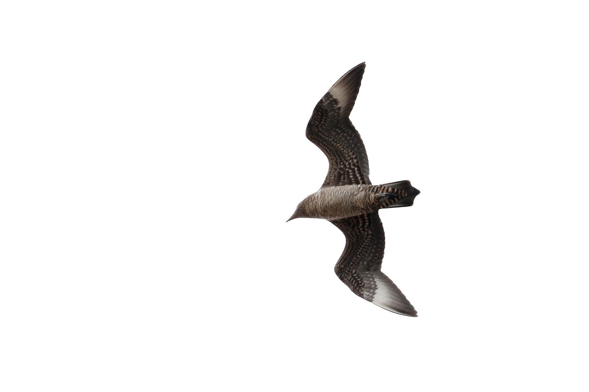 Parasitic Jaeger - ML644718432