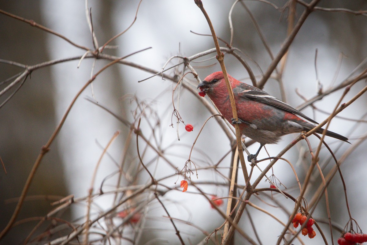 Tayga Çütresi - ML644718440