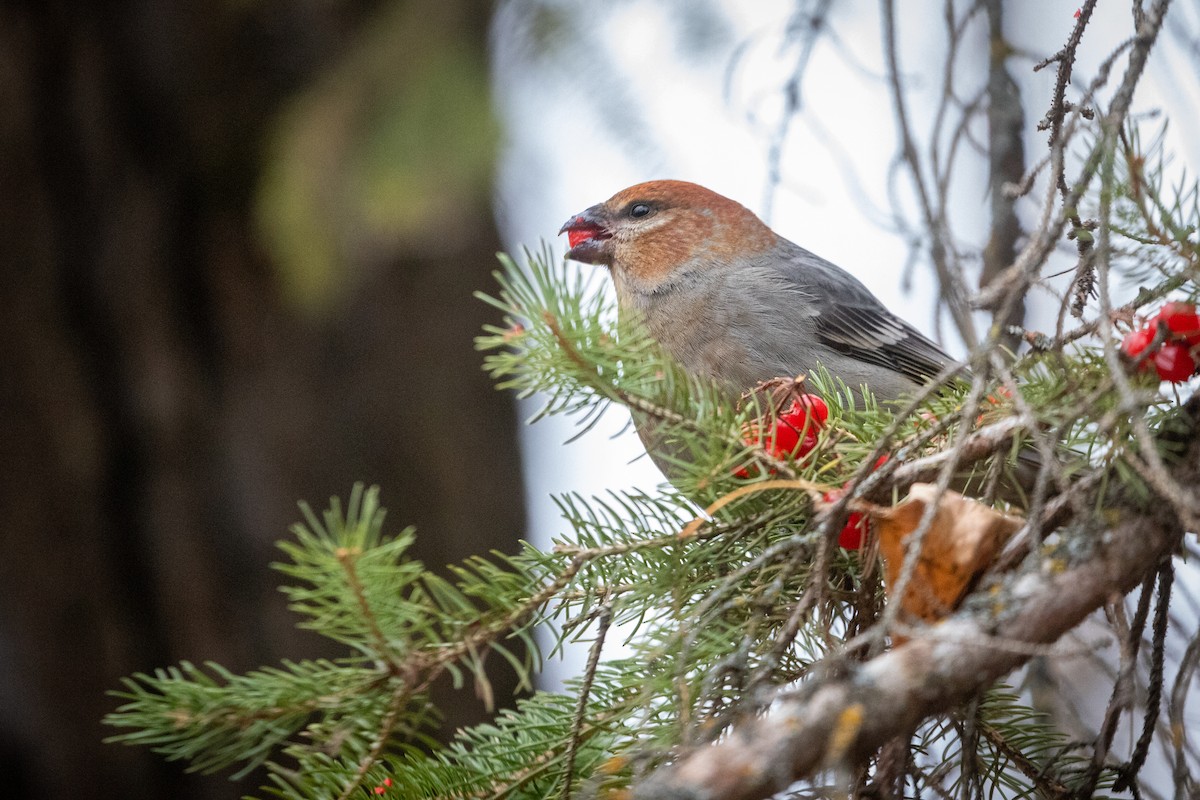 Tayga Çütresi - ML644718441